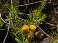 Allagopappus canariensis 1, Saxifraga-Ed Stikvoort