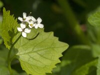 Alliaria petiolata 40, Look-zonder-Look, Saxifraga-Jan van der Straaten