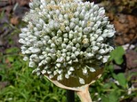 Allium affine 2, Saxifraga-Ed Stikvoort