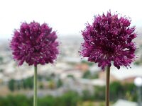 Allium atroviolaceum 2, Saxifraga-Ed Stikvoort