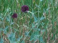 Allium atroviolaceum 3, Saxifraga-Ed Stikvoort