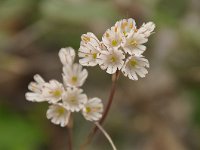Allium callimischon 1, Saxifraga-Harry Jans