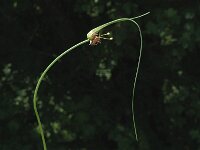 Allium carinatum ssp carinatum 1, Berglook, Saxifraga-Marijke Verhagen