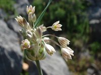 Allium coppoleri 1, Saxifraga-Jasenka Topic