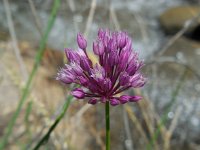 Allium jajlae 1, Saxifraga-Ed Stikvoort
