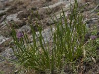 Allium lusitanicum 2, Saxifraga-Willem van Kruijsbergen
