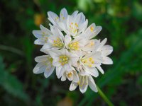 Allium massaessylum 1, Saxifraga-Ed Stikvoort