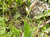 Allium moly 1, Saxifraga-Rutger Barendse