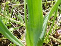 Allium moly 2, Saxifraga-Rutger Barendse