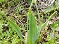 Allium moly 3, Saxifraga-Rutger Barendse