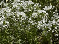 Allium neapolitanum 10, Italiaans look, Saxifraga-Jan van der Straaten