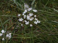 Allium neapolitanum 16, Italiaans look, Saxifraga-Dirk Hilbers