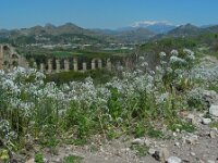 Allium neapolitanum 19, Italiaans look, Saxifraga-Ed Stikvoort