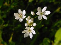 Allium neapolitanum 26, Italiaans look, Saxifraga-Ed Stikvoort