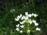 Allium neapolitanum 3, Italiaans look, Saxifraga-Jeroen Willemsen