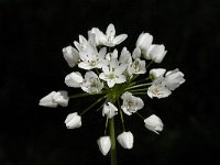 Allium neapolitanum 5, Saxifraga-Jan van der Straaten