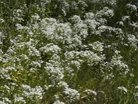 Allium neapolitanum 6, Italiaans look, Saxifraga-Jan van der Straaten