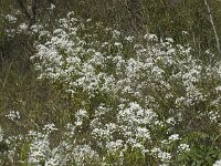 Allium neapolitanum 7, Italiaans look, Saxifraga-Jan van der Straaten