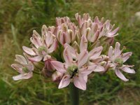Allium nigrum 10, Saxifraga-Ed Stikvoort