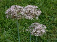 Allium nigrum 11, Saxifraga-Ed Stikvoort : Kato Gerakari en Alikana s9900