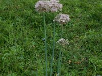 Allium nigrum 12, Saxifraga-Ed Stikvoort : Kato Gerakari en Alikana s9900