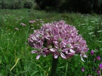 Allium nigrum 13, Saxifraga-Ed Stikvoort