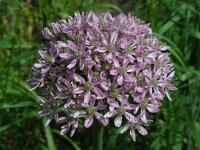 Allium nigrum 14, Saxifraga-Ed Stikvoort