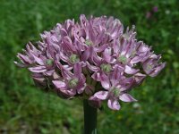 Allium nigrum 15, Saxifraga-Ed Stikvoort