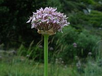 Allium nigrum 16, Saxifraga-Ed Stikvoort