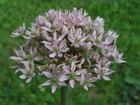 Allium nigrum 18, Saxifraga-Ed Stikvoort