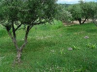 Allium nigrum 19, Saxifraga-Ed Stikvoort