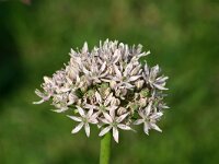 Allium nigrum 2, Saxifraga-Dirk Hilbers