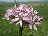 Allium nigrum 3, Saxifraga-Rutger Barendse