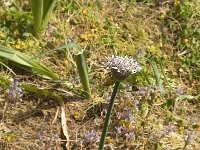 Allium nigrum 6, Saxifraga-Jan van der Straaten