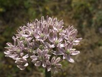 Allium nigrum 8, Saxifraga-Jan van der Straaten