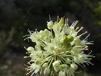 Allium ochroleucum 1, Saxifraga-Jasenka Topic