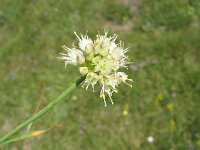 Allium ochroleucum 2, Saxifraga-Jasenka Topic
