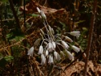 Allium paniculatum 4, Saxifraga-Ed Stikvoort