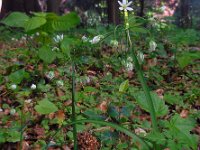 Allium pendulinum 1, Saxifraga-Ed Stikvoort