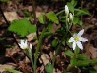 Allium pendulinum 3, Hangende look, Saxifraga-Ed Stikvoort