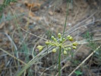 Allium pseudoflavum 1, Saxifraga-Ed Stikvoort
