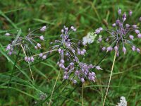 Allium pulchellum 2, Saxifraga-Harry Jans