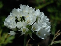 Allium roseum 1, Saxifraga-Jan van der Straaten