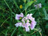 Allium roseum 10, Roze look, Saxifraga-Jasenka Topic