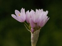 Allium roseum 11, Roze look, Saxifraga-Willem van Kruijsbergen