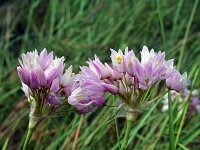 Allium roseum 14, Roze look, Saxifraga-Jeroen Willemsen