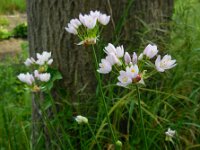 Allium roseum 16, Roze look, Saxifraga-Ed Stikvoort