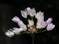 Allium roseum 23, Roze look, Saxifraga-Willem van Kruijsbergen