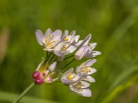 Allium roseum 30, Roze look, Saxifraga-Jan van der Straaten