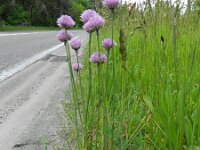 Allium schoenoprasum 10, Bieslook, Saxifraga-Rutger Barendse